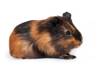 Fototapeta premium Little guinea pig baby isolated on white background