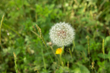 beuatiful blowing dandolion in dark green grass in springtime .Macro shot with a well-defined depth of field, White dandelion, wildflowers, botany . close up to the dandelion flower seedhead . - Powered by Adobe