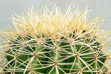 cacti, are collectively known as cacti, cactus or cacti. This family is originally from America. However, there is one exception, Rhipsalis baccifera, which is widespread in tropical Africa