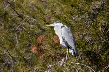 Grey heron perched on a pine branch in Madrid