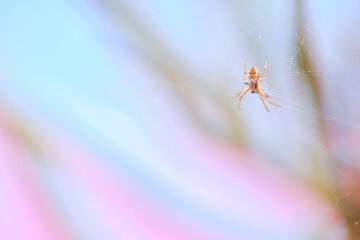 House spider of suborder Araneomorphae; perched on its web guarding its freshly hunted food, an...
