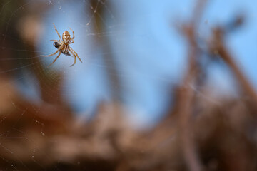 House spider of suborder Araneomorphae; perched on its web guarding its freshly hunted food, an...