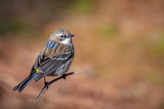 A Yellow-rumped Warbler (Setophaga coronatasmall) perches on a pine twig on the forest floor. Raleigh, North Carolina.