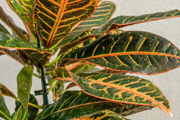 Colorful and beautiful leaves of croton petra, decorative indoor plant. Showy green plant leaves...