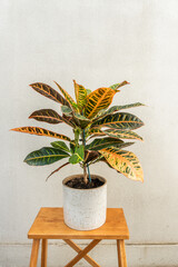 Colorful and beautiful leaves of croton petra, decorative indoor plant. Nice potted plant on light wooden stool
