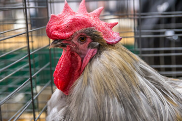A big rooster inside a cage in Phoenix, Arizona © Cavan