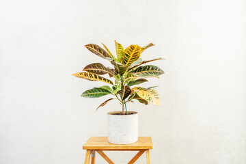 Horizontal image of colorful and beautiful leaves plant of croton petra, decorative indoor plant. Nice potted plant on light wooden stool