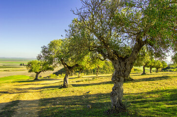 Olive tree Field in the south
