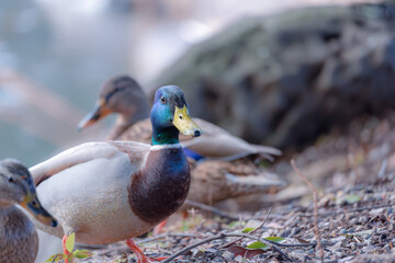 東京都新宿区の大きな公園にいる野鳥