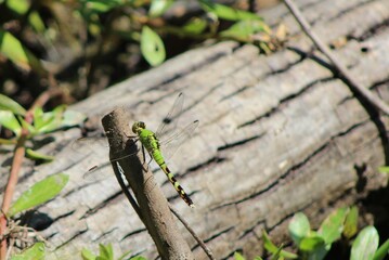 green dragonfly on a log