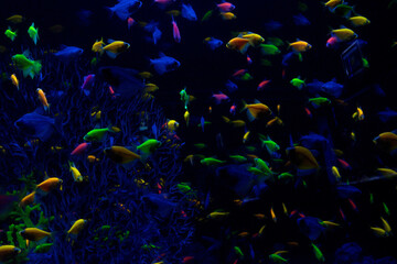 Naklejka na ściany i meble fish swimming in aquarium