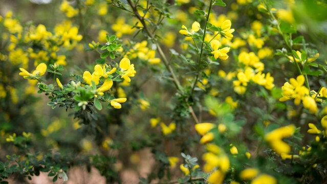 FLORES AMARILLAS SILVESTRES