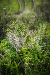 A green cactus in Peru. 