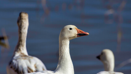 Single snow goose in a wetland pond at  Bosque del Apache National Wildlife Refuge  New Mexico.