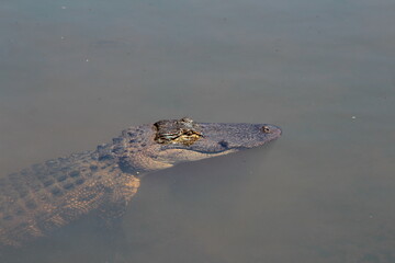 alligator in the swamp