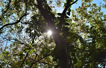sol entre árvores