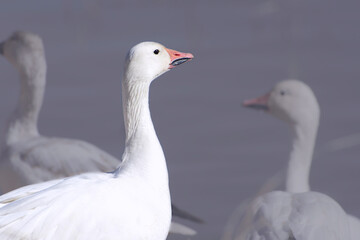 Single snow goose in a wetland pond at  Bosque del Apache National Wildlife Refuge  New Mexico.Showing the prominent grin patch