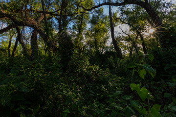 Rayos de luz en el bosque