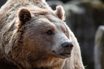 Obraz premium Face portrait of a female brown bear sniffing the air