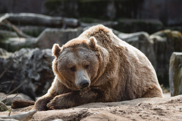Naklejka premium Portrait of a large brown bear resting on a rock