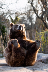 Portrait of a funny female brown bear holding her feet with her hands