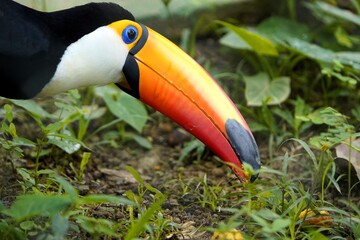 Fototapeta premium The toco toucan (Ramphastos toco), also known as the common toucan or giant toucan, is the largest and probably the best known species in the toucan family. 