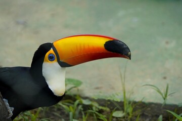 The toco toucan (Ramphastos toco), also known as the common toucan or giant toucan, is the largest and probably the best known species in the toucan family.
