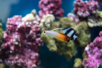 Obraz premium vibrant firefish closeup with shallow depth of field in an aquarium