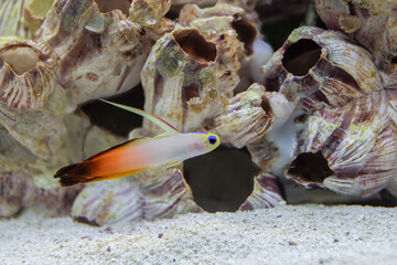 vibrant firefish closeup with shallow depth of field in an aquarium