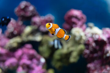 Fototapeta na wymiar oscellaris clownfish is orange and vibrant in a salt water aquarium