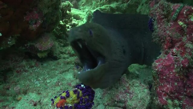 Giant Moray Eel and Cleaner wrasse fish cleaning moray eel at cleaning station on Coral Reef. Amazing, beautiful underwater marine sea world Red Sea and life of its inhabitants, creatures and diving.