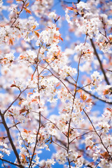 晴れた日の満開のヤマザクラ	