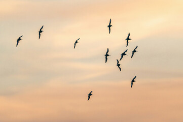 Black-tailed Godwit, Limosa limosa in the flight at sunrise