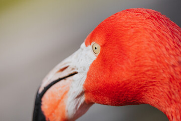Close up detail of the eye and beak of a red flamingo