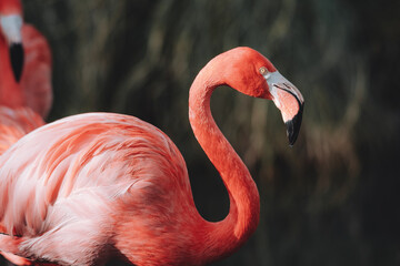 Portrait of a beautiful red flamingo