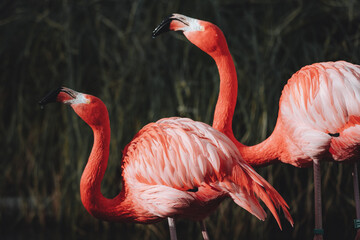 Portrait of two red flamingos drinking water