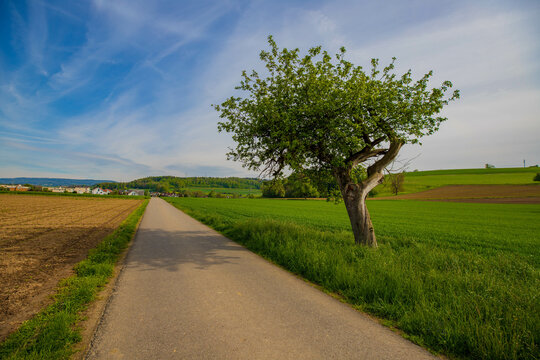 Der einsame Baum ausserhalb von Endingen