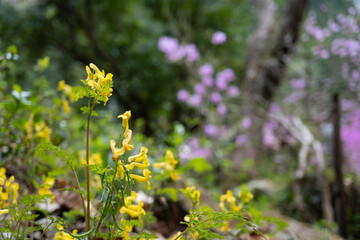 ミヤマキケマン（Corydalis pallida var. tenuis）の花と果実／ケシ科