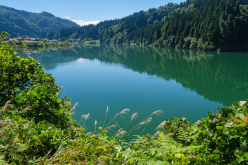 只見川のススキ