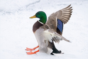 vibrant mallard duck male with spread wings is landing on ice