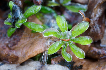 Frozen leaf of a plant in drops of water.