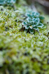 Frozen tiny plant leaves over moss.