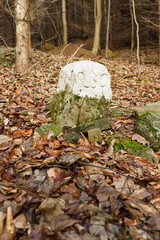 Border stone with white color in the forest.