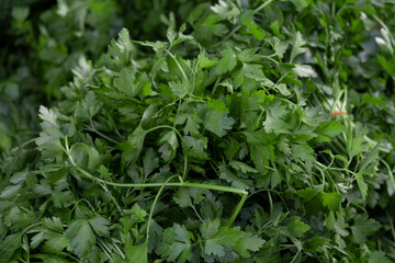 Ripe parsley sold in the market