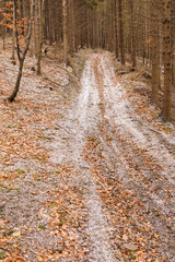 Rising forest path with dust of snow and fallen leaves.