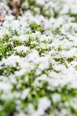 Snow powder on green moss.