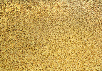Wheat Berries Whole Grain Close Up for Agricultural Background or Healthy Blog Who Needs Organic Soft White Wheat Picture 