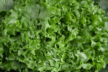 Ripe lettuce sold in the market