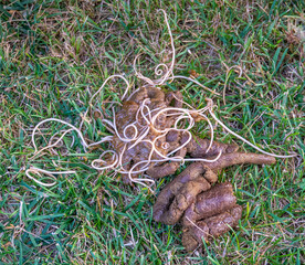 Poop from a dog with a severe infestation of roundworms. 