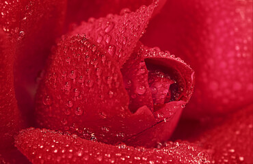  Red rose close up, wet from raindrops. Macro nature